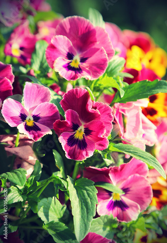 Beautiful Violet flowers