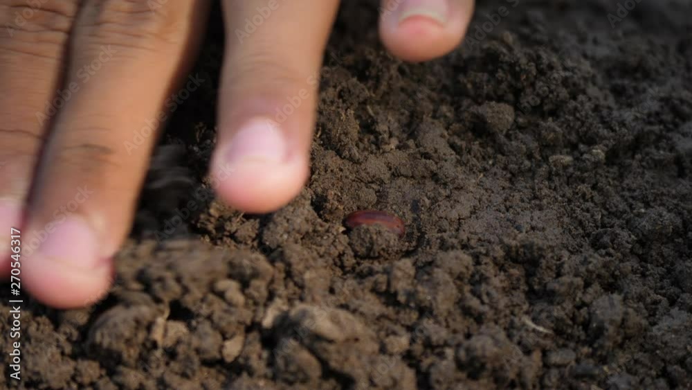 Hand planting a seed to soil
