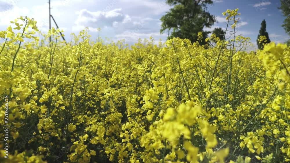Blooming canola field. Rape on the field in summer. Bright Yellow rapeseed oil. Flowering rapeseed. Full HD video footage 1080p Blooming canola field. Rape on the field in summer. Bright Yellow rapeseed oil. Flowering rapeseed. Full HD video footage 1080p