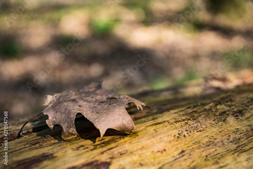brown dried leaf on trunk. Blur background, space for text