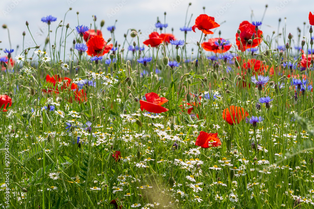 Fototapeta premium Mohnwiese mit Kornblumen in der Sonne