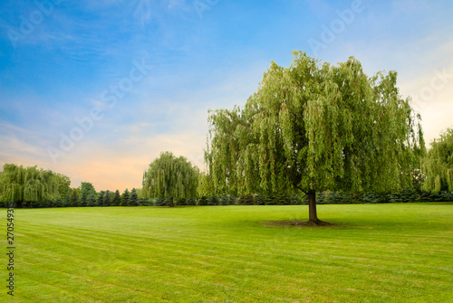 Weeping willow tree against beautiful colored sky and green grass