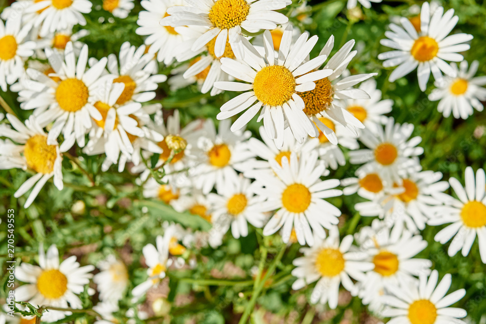 Field of white camomile flowers, selective focus. Blooming chamomile field. Chamomile flowers on meadow in summer. Top view, above