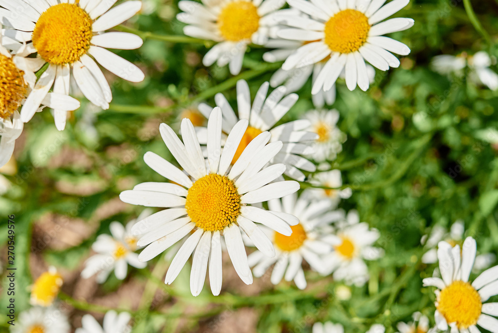 Field of white camomile flowers, selective focus. Blooming chamomile field. Chamomile flowers on meadow in summer. Top view, above