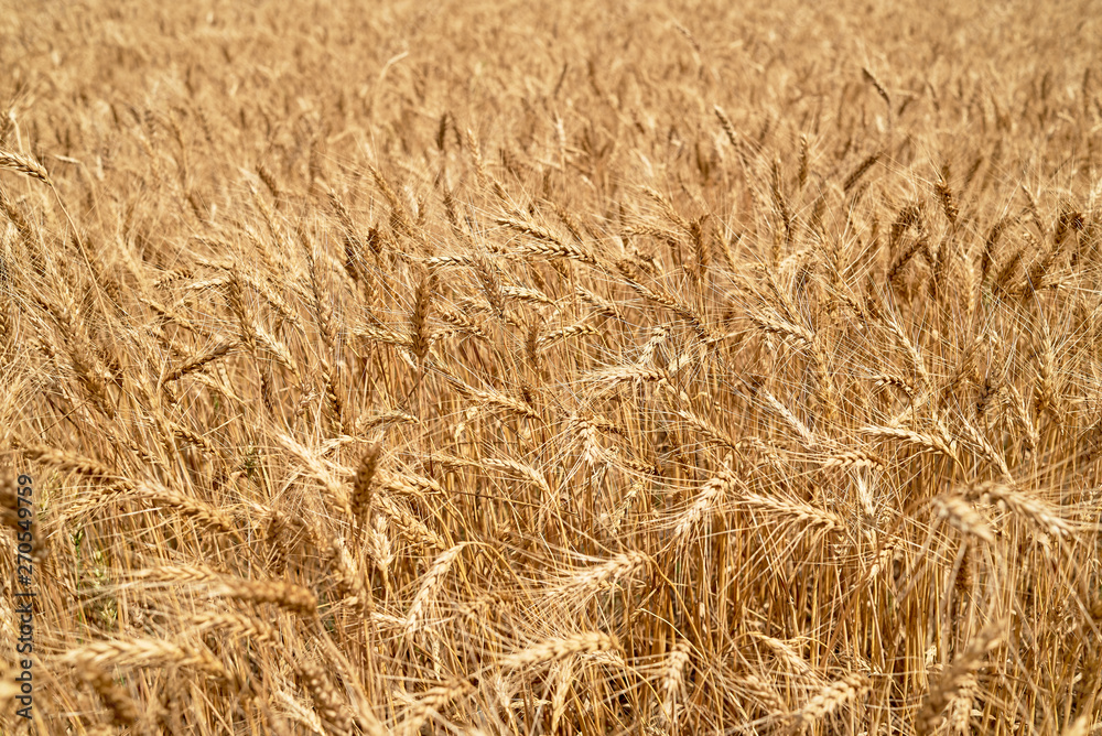 Golden wheat in the field, closeup. Spikes of ripe wheat field background, copy space. Agriculture, agronomy and farming background. Harvest concept Golden wheat in the field, closeup. Spikes of ripe wheat field background, copy space. Agriculture, agronomy and farming background. Harvest concept