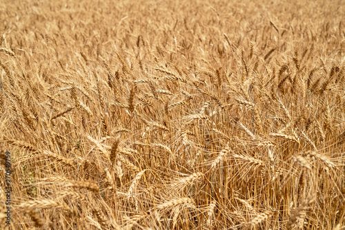Golden wheat in the field  closeup. Spikes of ripe wheat field background  copy space. Agriculture  agronomy and farming background. Harvest concept