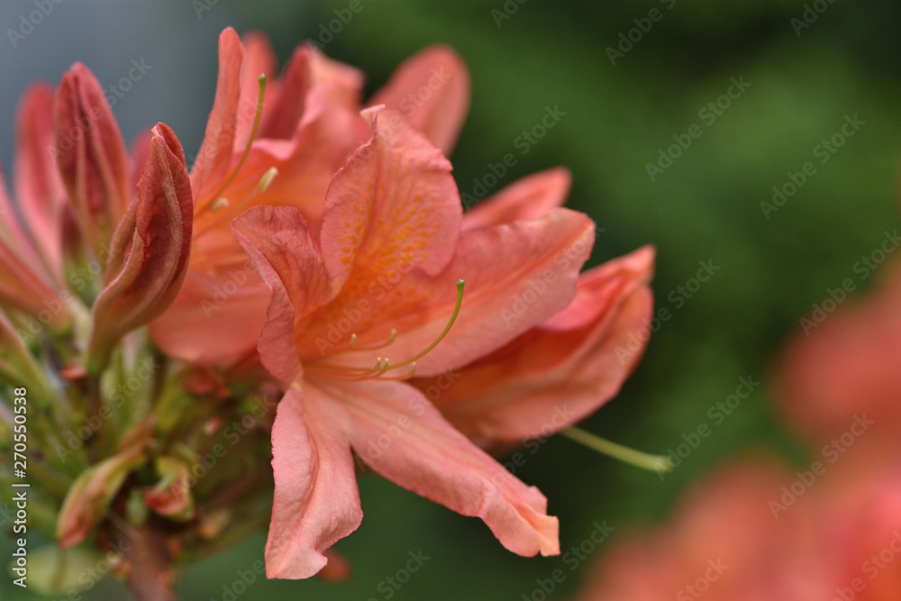 coral flowers of the Japanese rhododendron in the garden on a blurred background of green leaves