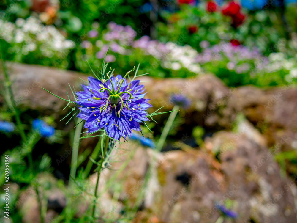 静岡県伊豆の国市 花壇の花 春 Stock Photo Adobe Stock