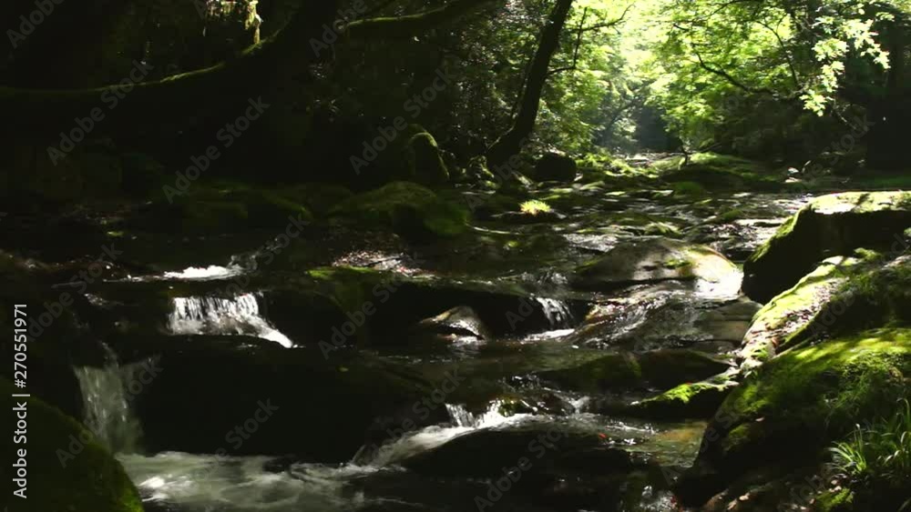 新緑の菊池渓谷