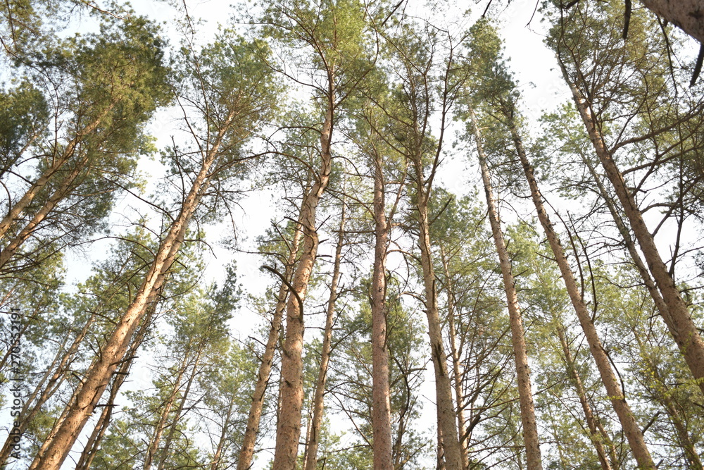 Fototapeta premium Tops of trees in the forest