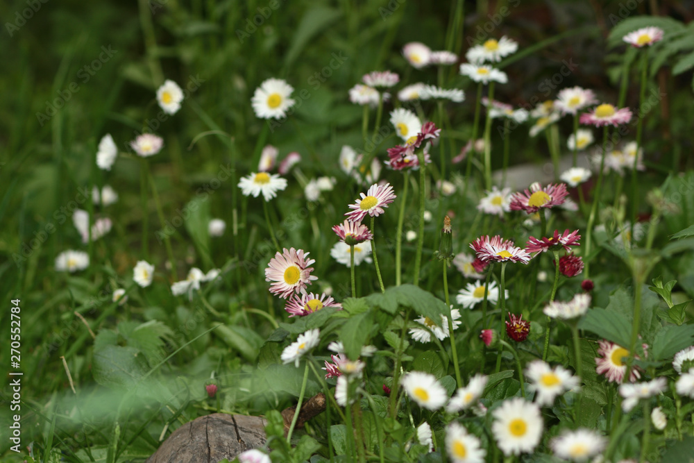 Obraz premium white and red daisy flowers in the garden on a blurred background of green leaves