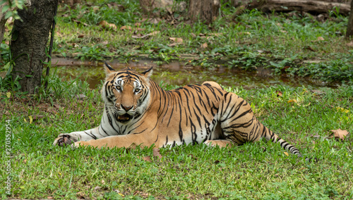 Bengal Tiger in Zoo show head and leg