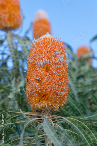 Banksia prionotes photo
