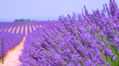 MACRO  Two small bees flying around the fragrant lavender shrubs in Provence.