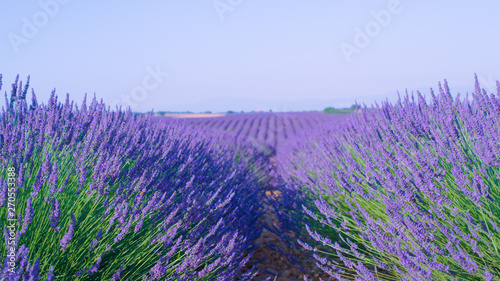 CLOSE UP  Long rows of lavender plants cover the vast countryside in France.