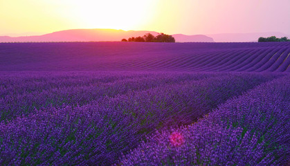 Leinwandbilder Aubergine LENS FLARE: Evening sun sets behind the hills and shines on fields of lavender.  © helivideo