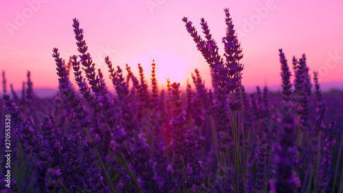 LENS FLARE  Scenic shot of sunrise illuminating the aromatic shrubs of lavender.