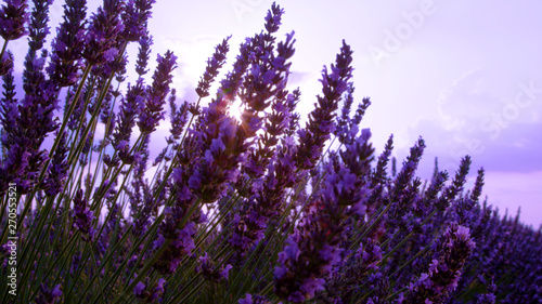 LENS FLARE  Long stalks of aromatic lavender sway in the summer morning sunshine