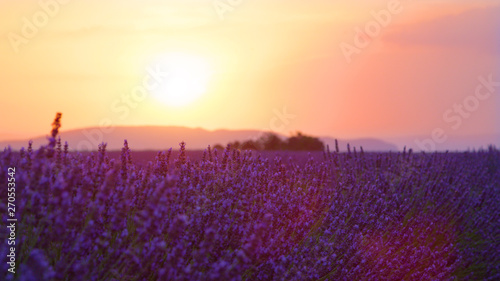 CLOSE UP Idyllic view of endless field of lavender on a beautiful summer morning