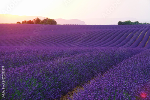 DRONE: Evening sun rises from behind hills and illuminates fields of lavender.