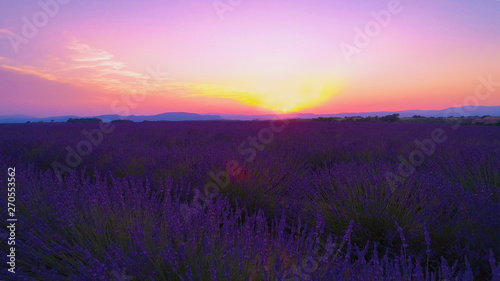 AERIAL Flying over the long rows of blooming lavender illuminated by the sunrise