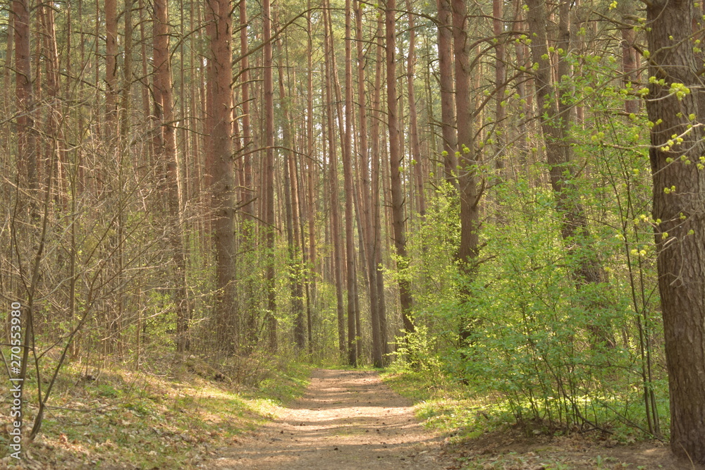 Fototapeta premium droga w lesie z promieniem słońca