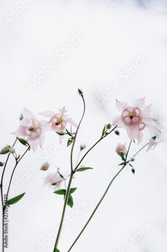 Fototapeta Naklejka Na Ścianę i Meble -  delicate flower bell, selective focus