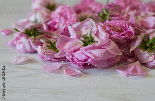 dry tea rose pink flowers on wooden