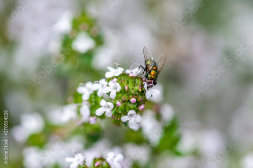 green fly on thyme © Dirk