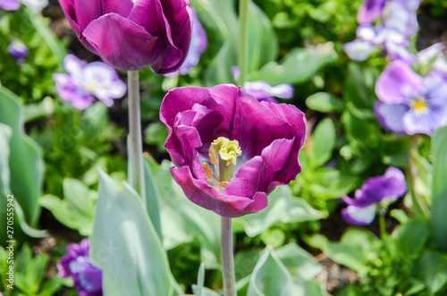満開のチューリップ