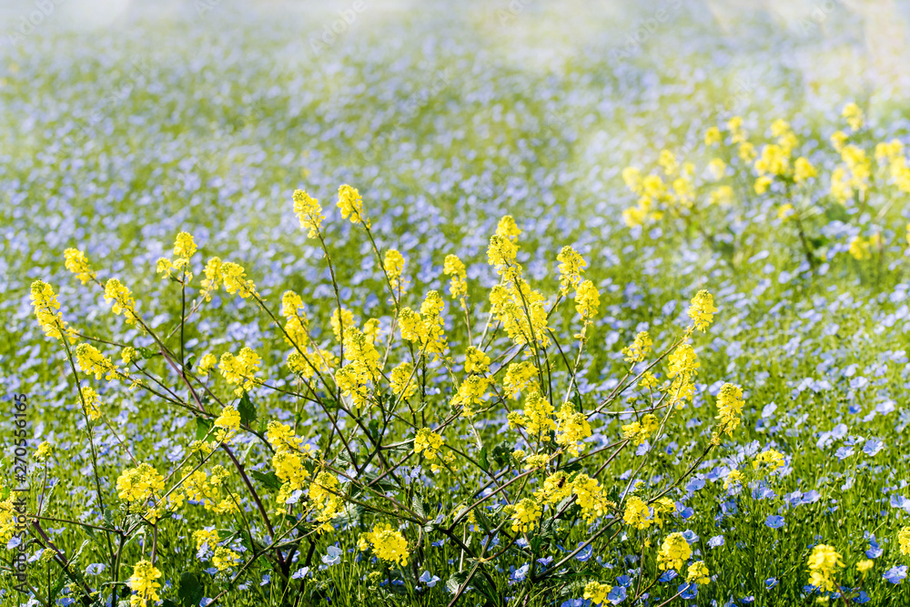 Obraz premium magnifique vhamp de lin en fleur