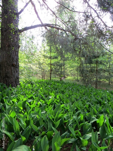 flowers in the forest
