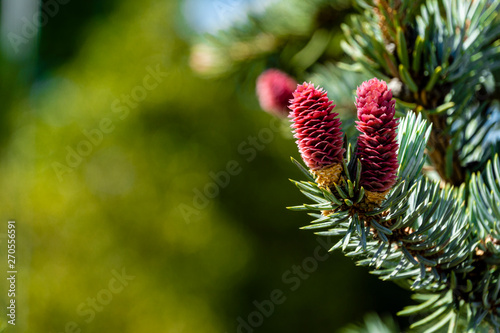 Banch of blue Hoopsi spruce with fresh new red cones on blurred green background. Selective focus.Close-up. Concept of prirda of North Caucasus for design. There is place for text.