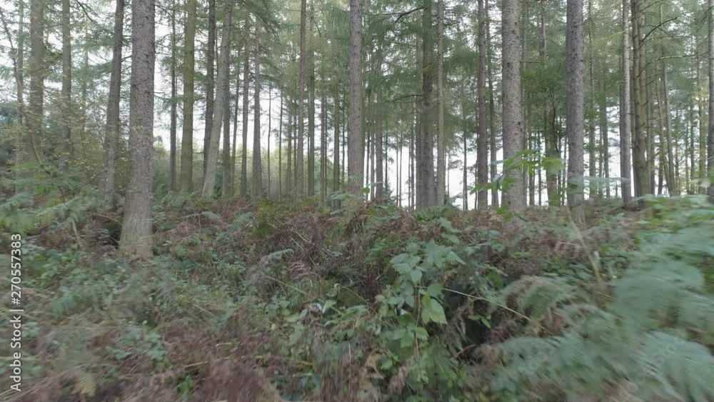 Woodland floor, flying through ferns, Drone, Yorkshire Woodland floor, flying through ferns, Drone, Yorkshire