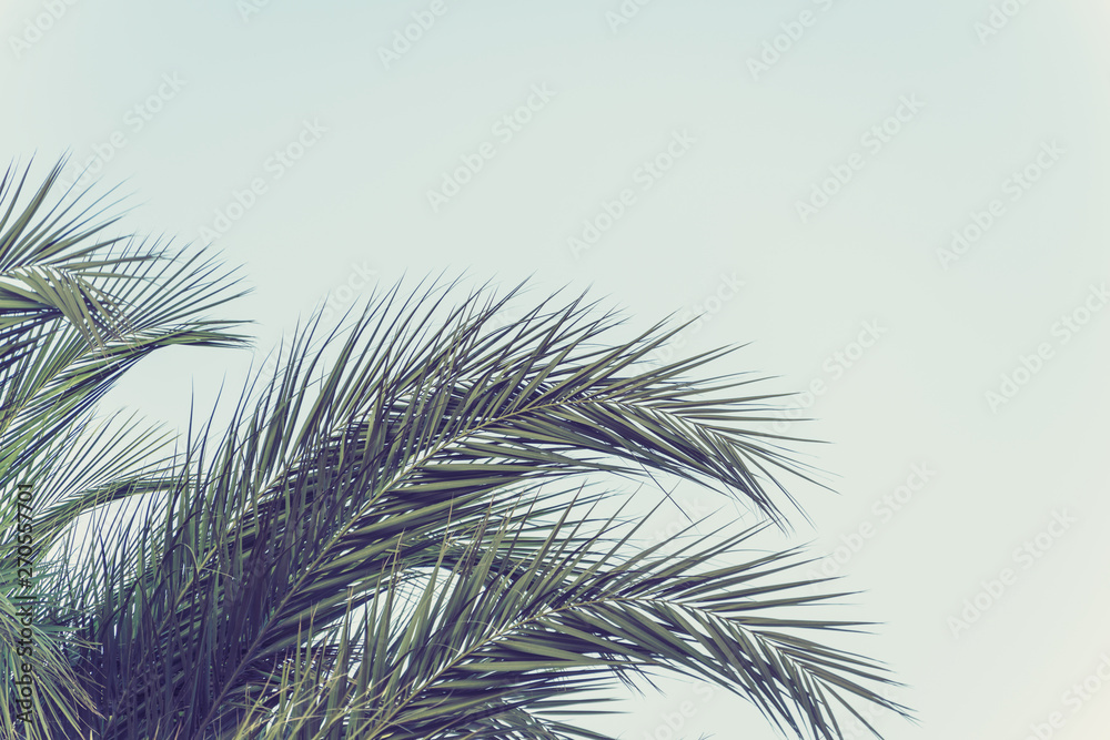 Closeup of branches of coconut palms trees.  Bottom view.