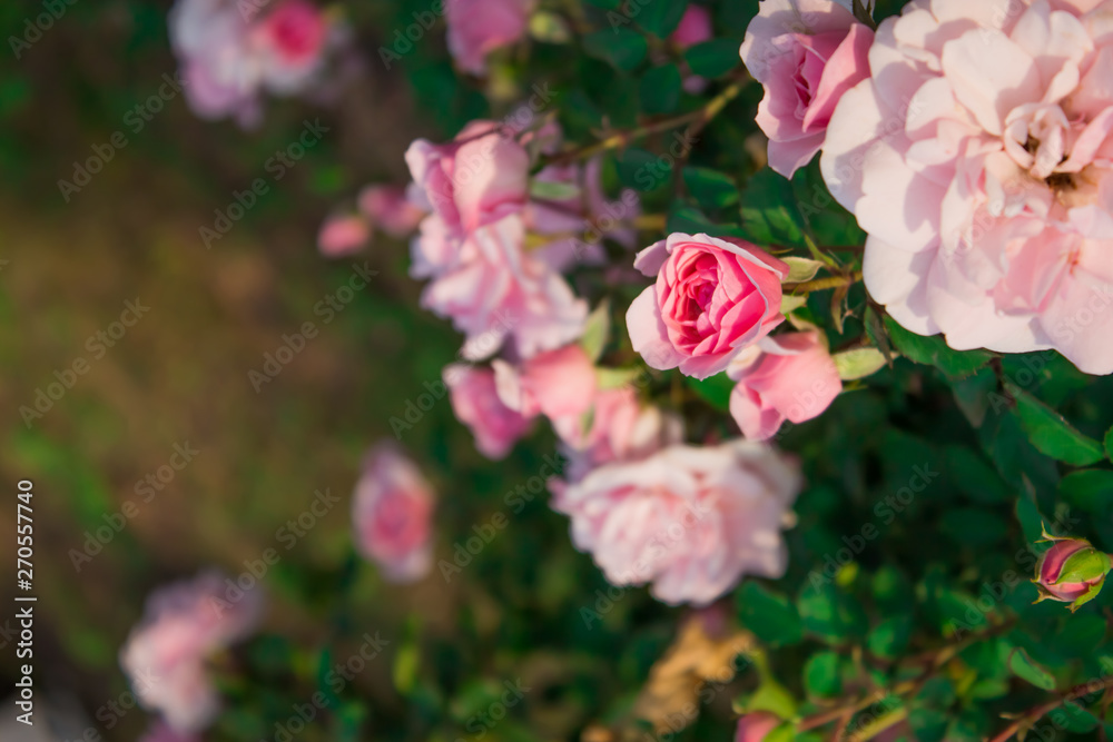 Blooming in the garden rose Bonica