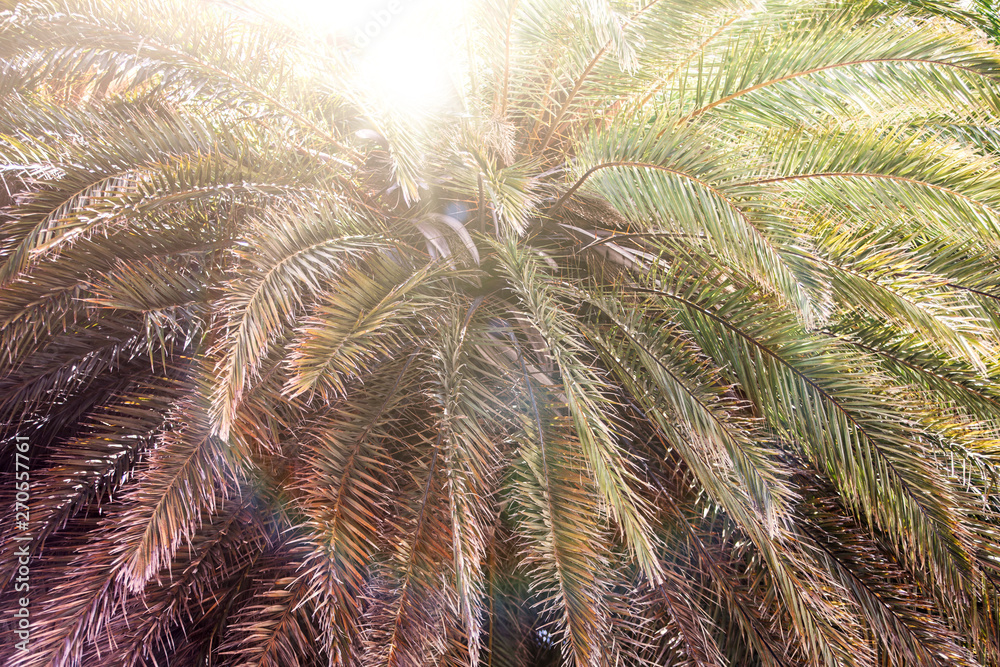 Sun rays and glare penetrate through the branches of palm trees on a tropical beach