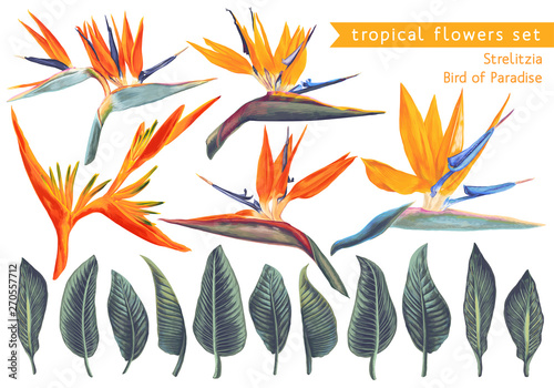 Vector set of Strelitzia Reginae, tropical flowers and leaves. Vector, isolated on white. Realistic style, hand drawn. South African plant, called crane flower or bird of paradise.