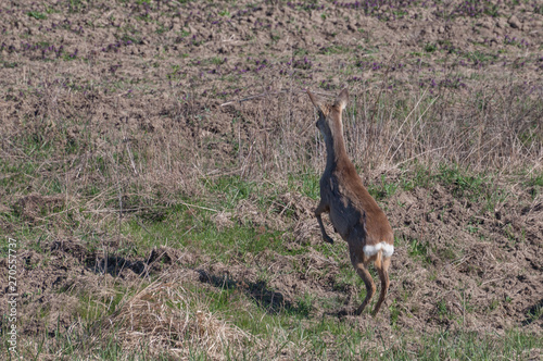 European roe deer (Capreolus capreolus) jumping in order escape