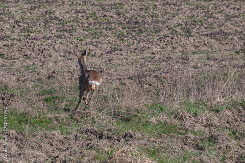 European roe deer (Capreolus capreolus) running away in surprise