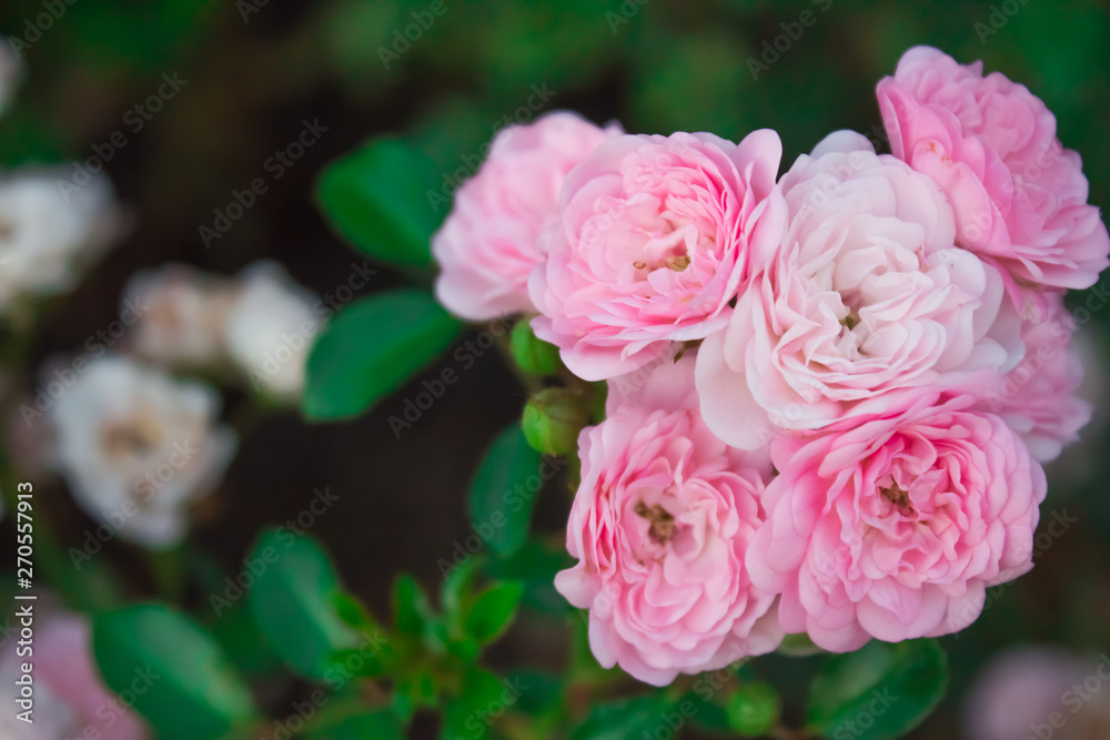 Blooming in the garden rose Satina