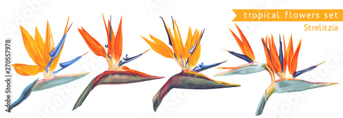,Vector tropical set of Strelitzia Reginae, tropical flowers and leaves. Vector, isolated on white. Realistic style, hand drawn. South African plant, called crane flower or bird of paradise.
