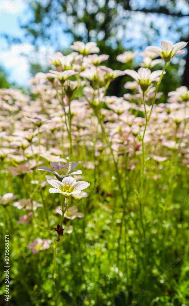 Delicate white flowers of Saxifrage mossy in spring garden Delicate white flowers of Saxifrage mossy in spring garden