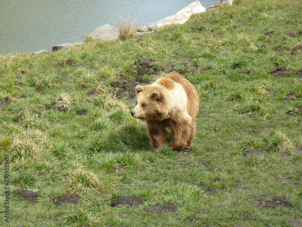Fototapeta premium Bären Brüder 5
