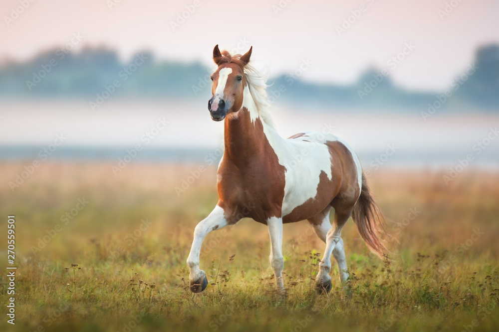 Piebald horse run gallop on fog meadow Piebald horse run gallop on fog meadow