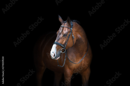 Horse portrait in bridle isolated on black background