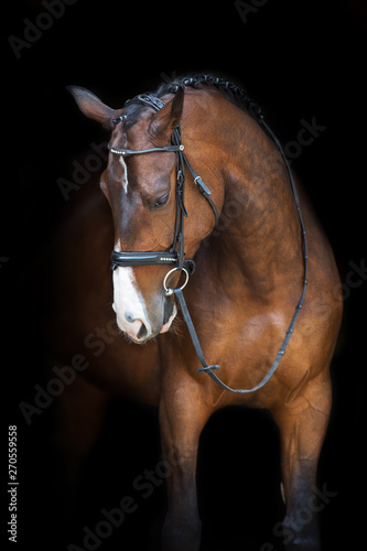 Fototapeta Horse portrait in bridle isolated on black background