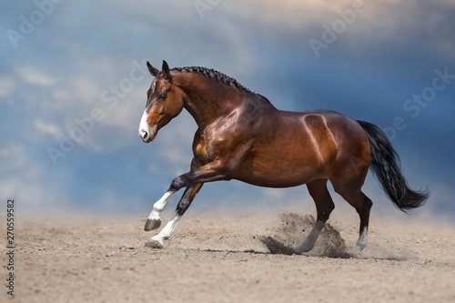 Bay horse run gallop on desert sand against blue sky