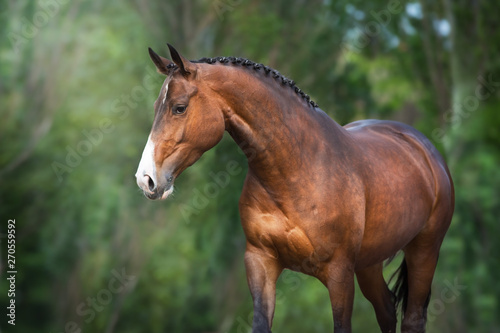 Bay Horse close up portrait in motion against green background photo
