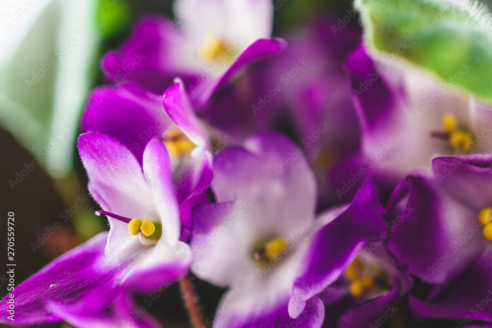 Flowers violets close-up Flowers violets close-up